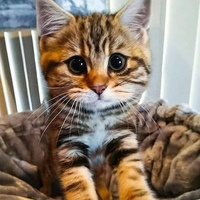 Святослав Петешев Святослав Петешев